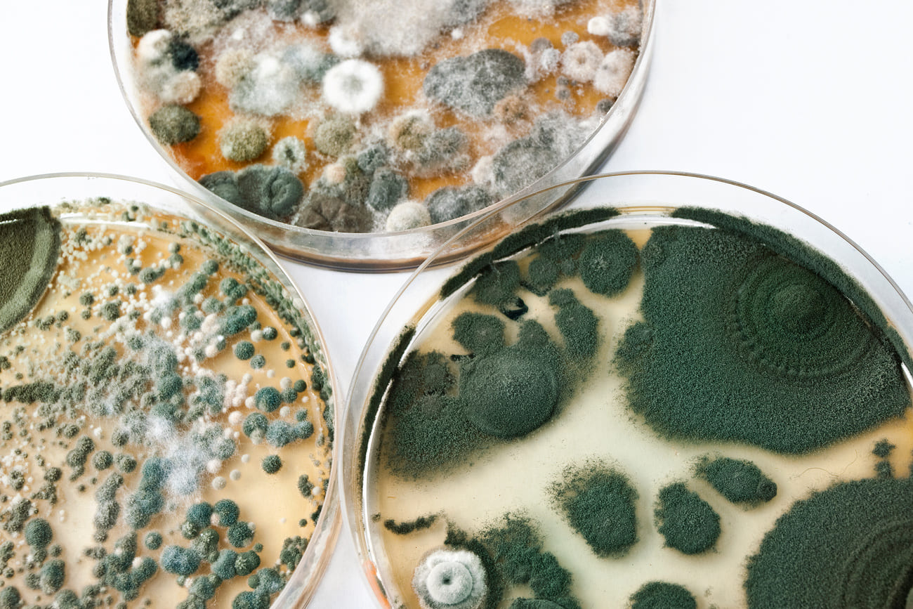 How to Get Rid of Mold Spores in the Air in the Workplace Sanalife